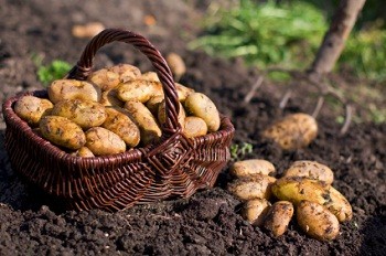 7 августа - блюда из картофеля
